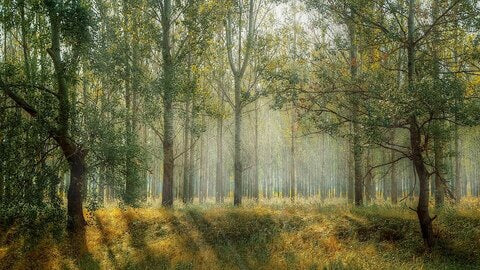 Arbre